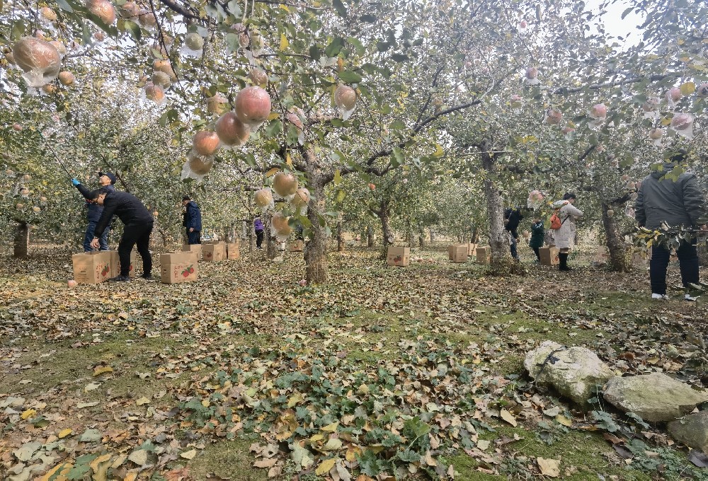 心有暖意 前路無寒   公司組織團(tuán)建及助農(nóng)扶農(nóng)活動(dòng)之摘蘋果